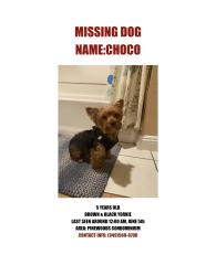 Reunited Male Dog last seen Chapman and Prospect, Orange, CA 92869