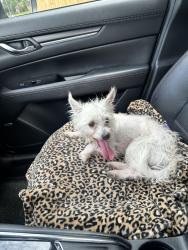 Reunited Male Dog last seen Cascade and red river , Harris County, TX 77450