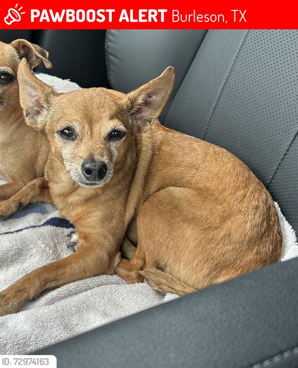 Lost Male Dog last seen Ryan Ave and Ranchview Road , Burleson, TX 76028