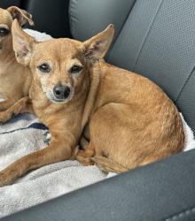 Lost Male Dog last seen Ryan Ave and Ranchview Road , Burleson, TX 76028