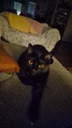 Lost Male Cat last seen Road 1463, Nettleton, MS 38858