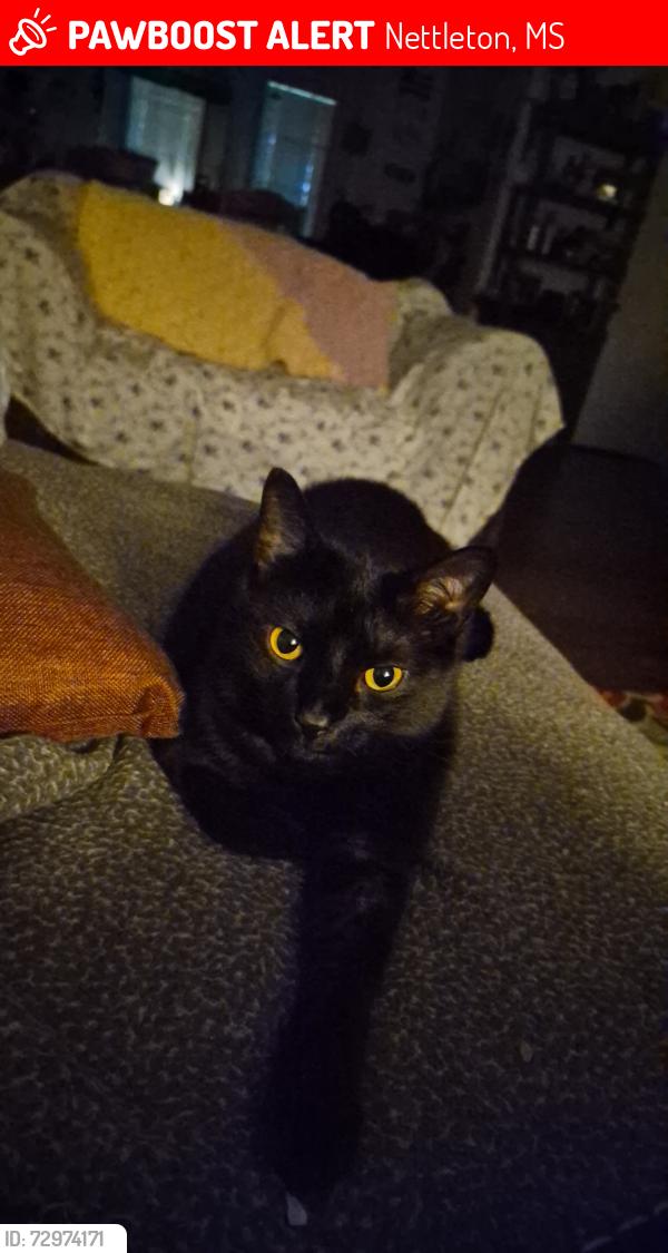Lost Male Cat last seen Road 1463, Nettleton, MS 38858