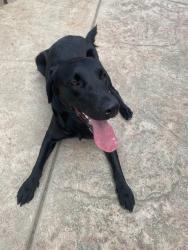 Found/Stray Female Dog last seen Countryside and 4th lincoln, Lincoln, CA 95648