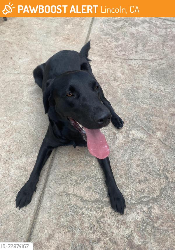 Found/Stray Female Dog last seen Countryside and 4th lincoln, Lincoln, CA 95648