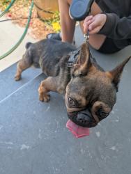 Reunited Female Dog last seen 22nd St N and 23rd Ave N, St. Petersburg, FL 33713