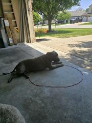 Reunited Male Dog last seen Ballybay & lara lee drive. Main roads. Hanna & Ferguson, Indianapolis, IN 46239