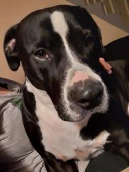 Reunited Male Dog last seen The corner of kearns and scientific Street, Jamestown, NC 27282