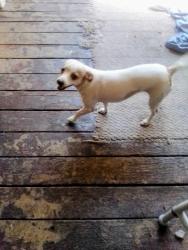 Lost Female Dog last seen Behind food for less, Stockton, CA 95210