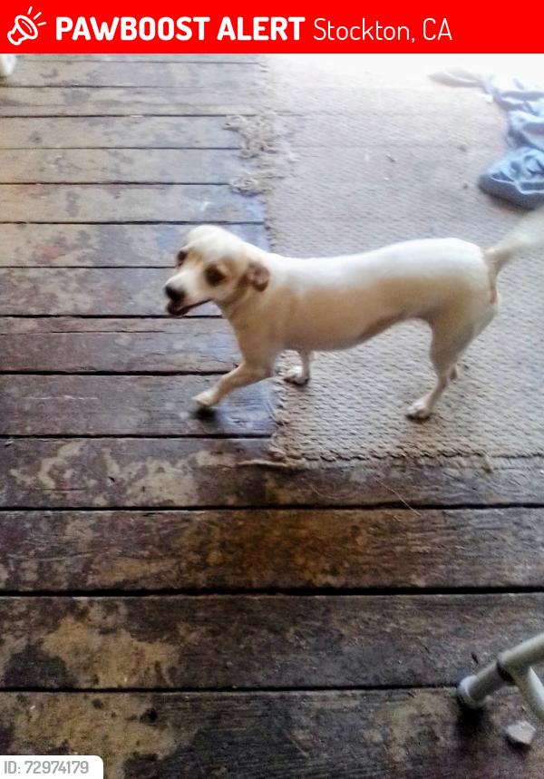 Lost Female Dog last seen Behind food for less, Stockton, CA 95210