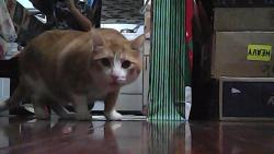 Reunited Male Cat last seen Near a car wash, Los Angeles, CA 90005