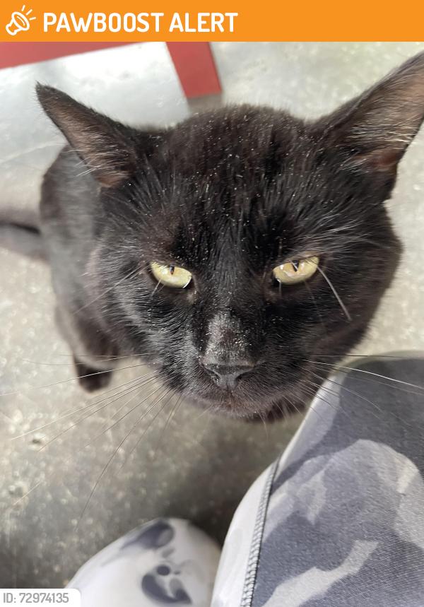 Found/Stray Unknown Cat last seen Near Forester restaurant, Pleasant Township, PA 16365