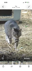 Found/Stray Unknown Cat last seen amity road and cambourne ct , Redland, MD 20877