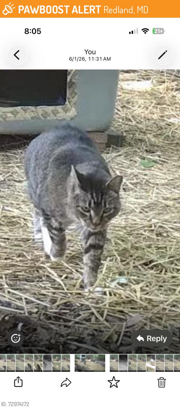 Found/Stray Unknown Cat last seen amity road and cambourne ct , Redland, MD 20877