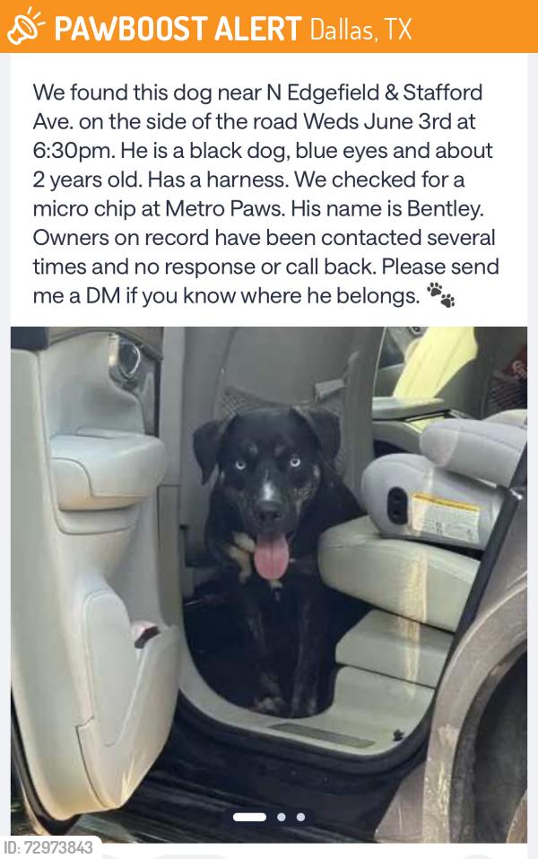 Found/Stray Male Dog last seen N Edgefield & Stafford Ave, Dallas, Dallas, TX 75208