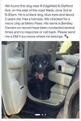 Found/Stray Male Dog last seen N Edgefield & Stafford Ave, Dallas, Dallas, TX 75208