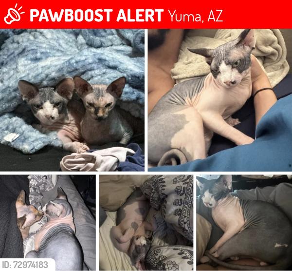 Lost Male Cat last seen Near 8887 E 39th Street, Yuma, Az, Yuma, AZ 85365