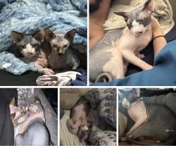 Lost Male Cat last seen Near 8887 E 39th Street, Yuma, Az, Yuma, AZ 85365