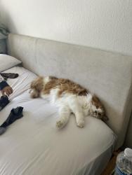 Lost Male Cat last seen Canyon view neighborhood, Trabuco Canyon, CA 92688