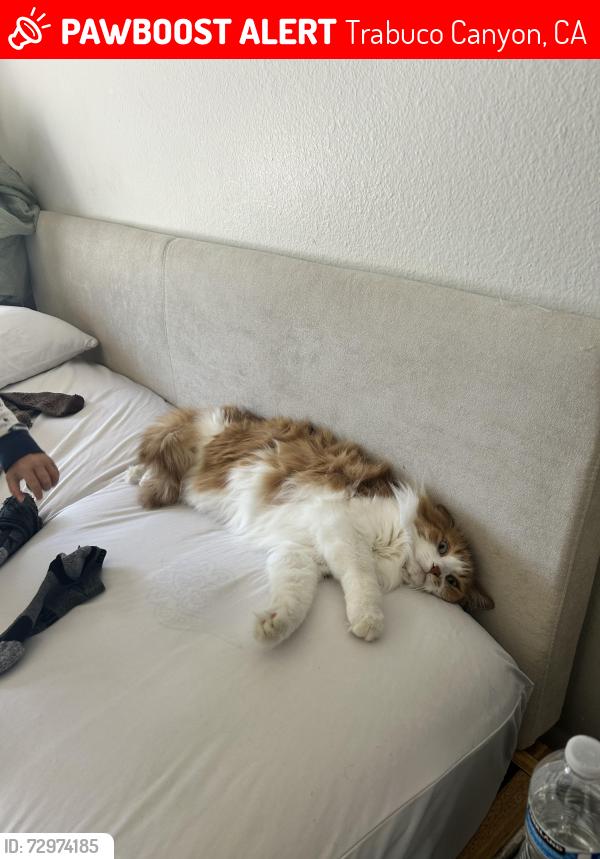 Lost Male Cat last seen Canyon view neighborhood, Trabuco Canyon, CA 92688