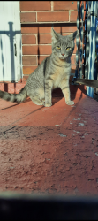 Lost Male Cat last seen St John Nepomuk Church 1903 Green St 53402 and Neighborhood bar 2002 Erie St, 53402, Racine, WI 53402