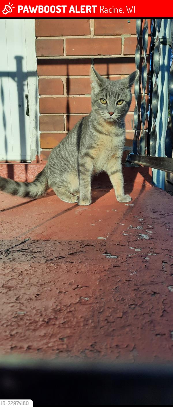 Lost Male Cat last seen St John Nepomuk Church 1903 Green St 53402 and Neighborhood bar 2002 Erie St, 53402, Racine, WI 53402