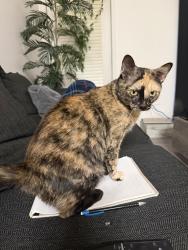 Reunited Female Cat last seen Near Wescott Blvd, Summerville, SC 29485, USA, Summerville, SC 29485