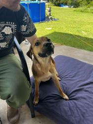 Found/Stray Female Dog last seen Between Mary and Finney on Veal Station Rd, Weatherford, TX 76085