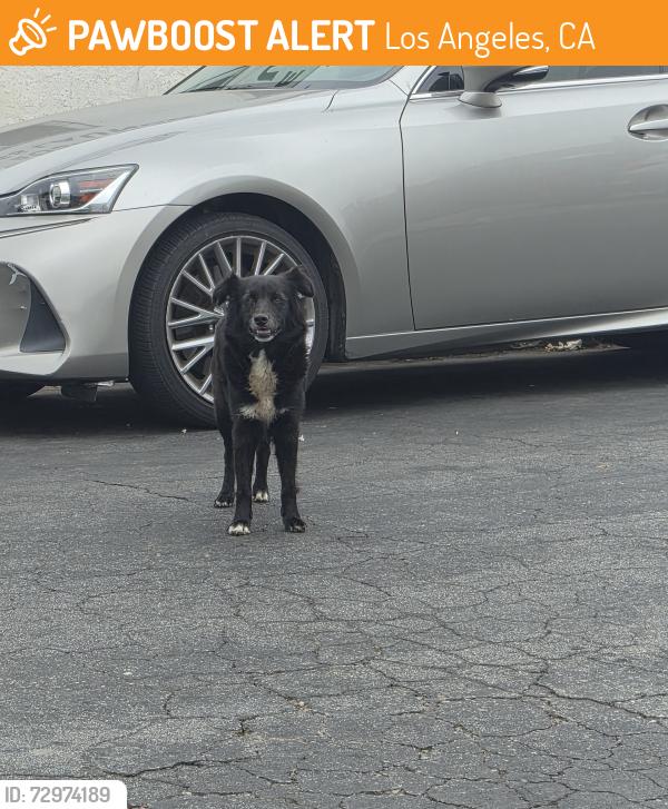 Found/Stray Unknown Dog last seen 46th y Normadie ave, Los Angeles, CA 90062