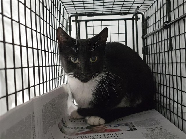 Shelter Stray Female Cat last seen Near BLOCK NW 15 CT FORT LAUDERDALE FL 33311, Davie, FL 33312