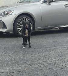 Found/Stray Unknown Dog last seen 46th y Normadie ave, Los Angeles, CA 90062