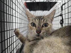 Shelter Stray Female Cat last seen Near BLOCK NW 17 ST, LAUDERHILL FL 33311, Davie, FL 33312