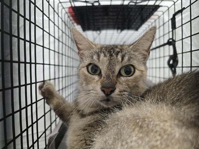 Shelter Stray Female Cat last seen Near BLOCK NW 17 ST, LAUDERHILL FL 33311, Davie, FL 33312