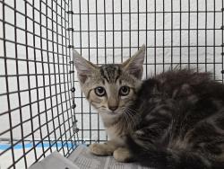 Shelter Stray Male Cat last seen Near BLOCK NW 17 ST, LAUDERHILL FL 33311, Davie, FL 33312