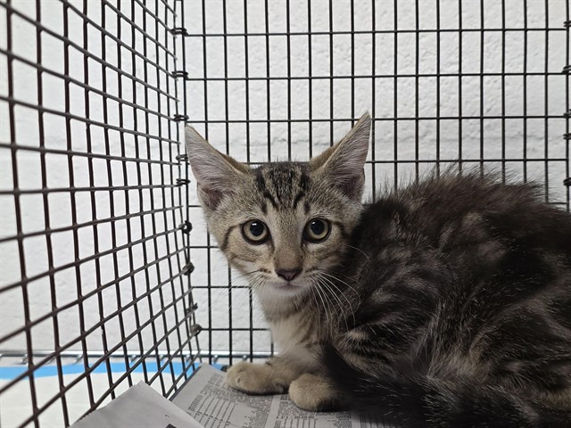 Shelter Stray Male Cat last seen Near BLOCK NW 17 ST, LAUDERHILL FL 33311, Davie, FL 33312