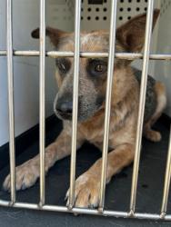 Shelter Stray Male Dog last seen Near BLK SHATTUCK AVE, BAKERSFIELD, CA, Bakersfield, CA 93307