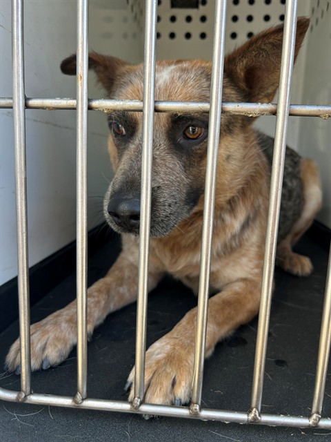 Shelter Stray Male Dog last seen Near BLK SHATTUCK AVE, BAKERSFIELD, CA, Bakersfield, CA 93307