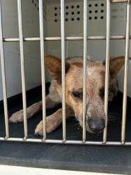Shelter Stray Female Dog last seen Near BLK SHATTUCK AVE, BAKERSFIELD, CA, Bakersfield, CA 93307