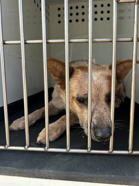 Shelter Stray Female Dog last seen Near BLK SHATTUCK AVE, BAKERSFIELD, CA, Bakersfield, CA 93307