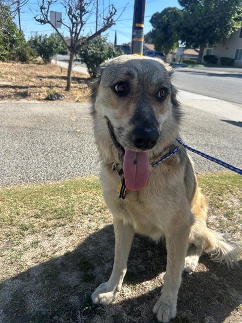 Shelter Stray Male Dog last seen Near BLK REAL RD, BAKERSFIELD, CA, Bakersfield, CA 93307
