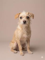 Shelter Stray Male Dog last seen ION SPRING PARK RD, 2020 Forest St, Jacksonville, FL 32204, USA