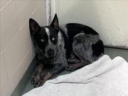 Shelter Stray Unknown Dog last seen Near BLOCK LAMA BLANCA SANTA FE NM 87506, 100 Caja Del Rio Rd, Santa Fe, NM 87507, USA