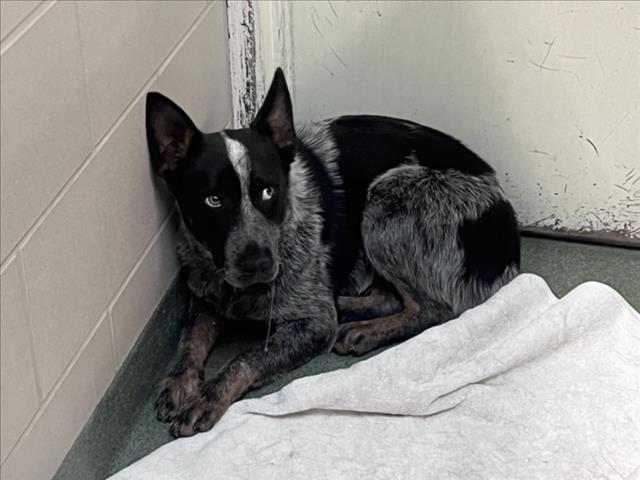 Shelter Stray Unknown Dog last seen Near BLOCK LAMA BLANCA SANTA FE NM 87506, 100 Caja Del Rio Rd, Santa Fe, NM 87507, USA