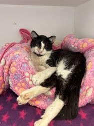 Shelter Stray Male Cat last seen Near , 2600 S Harding St, Indianapolis, IN 46221, USA