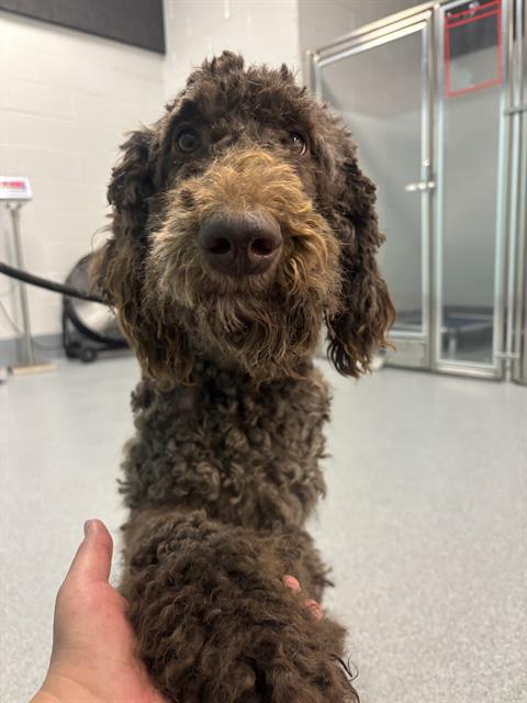 Shelter Stray Female Dog last seen Near , 2600 S Harding St, Indianapolis, IN 46221, USA