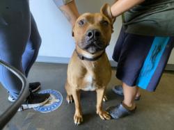 Shelter Stray Male Dog last seen , 1850 W 60th St, Los Angeles, CA 90047, USA