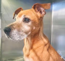 Shelter Stray Male Dog last seen , 1850 W 60th St, Los Angeles, CA 90047, USA
