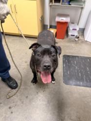 Shelter Stray Male Dog last seen , 1850 W 60th St, Los Angeles, CA 90047, USA