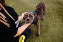 Shelter Stray Female Dog last seen , 2769 Conroy Rd, Orlando, FL 32839, USA
