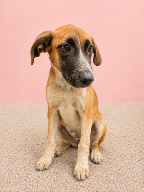 Shelter Stray Female Dog last seen Near BLOCK SW 376 ST, Doral, FL 33122