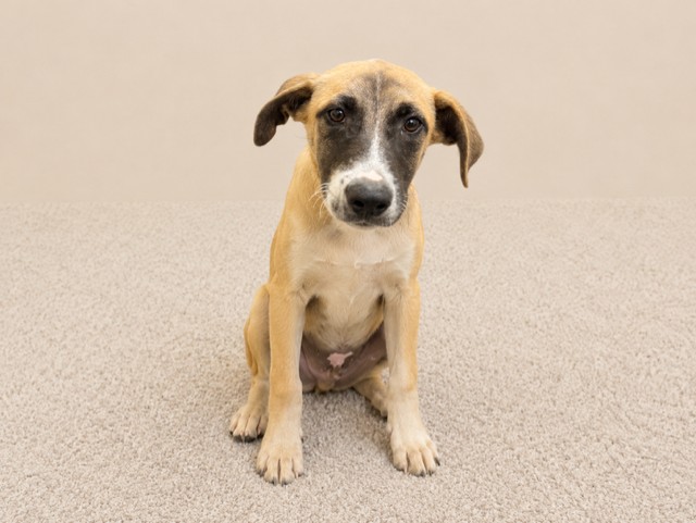 Shelter Stray Male Dog last seen Near BLOCK SW 376 ST, Doral, FL 33122